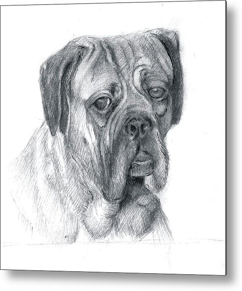 Dog Metal Print featuring the drawing Boxer Dog by Rose Wang