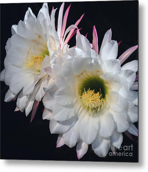 Echinopsis Candican Metal Print featuring the photograph Double Illumination by Tamara Becker