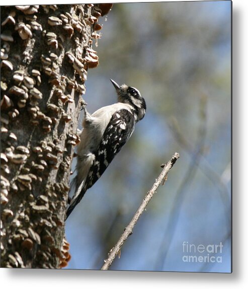 Woodpecker Print Metal Print featuring the photograph Downy Woodpecker in Square by Neal Eslinger