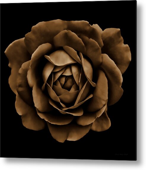 Rose Metal Print featuring the photograph Dramatic Brown Rose Portrait by Jennie Marie Schell