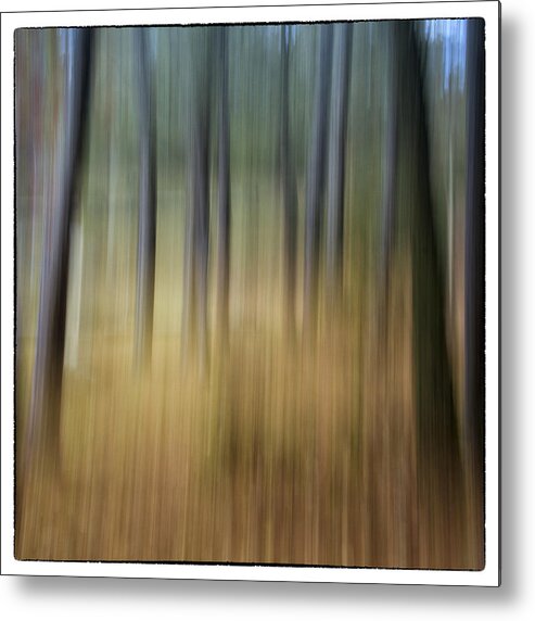 Delaware Water Gap Metal Print featuring the photograph Dream Forest by Marzena Grabczynska Lorenc