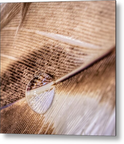 Light Metal Print featuring the photograph Droplet On A Quill by Traveler's Pics