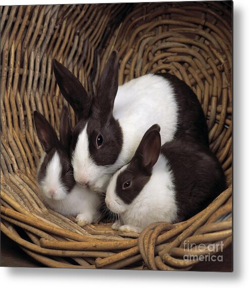 Pet Metal Print featuring the photograph Dutch Rabbit With Young by E A Janes