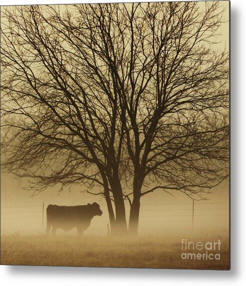 Morning Fog Metal Print featuring the photograph Early Morning Fog 011 by Robert ONeil
