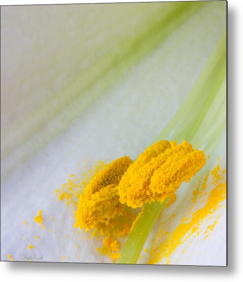 Yellow Metal Print featuring the photograph Easter Lily Macro by Heidi Smith