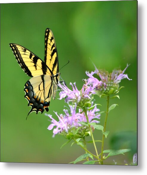 Butterfly Metal Print featuring the photograph Eastern Tiger Swallowtail by Deena Stoddard