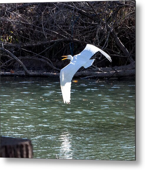 Egret Metal Print featuring the photograph Egret in flight by John Johnson