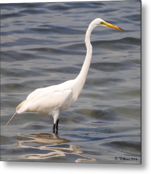 Egret Metal Print featuring the photograph Egret wading and watching by Dan Williams