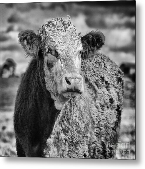 Sheep Metal Print featuring the photograph Elegant Cow by John Farnan