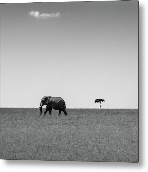 Wildlife Metal Print featuring the photograph Elephant And The Friendly Cloud... by Ali Khataw