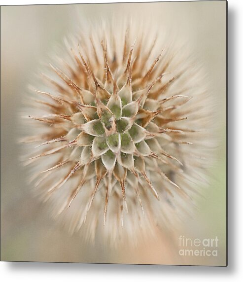 Fall Metal Print featuring the photograph Enchanted Thistle by Terry Rowe