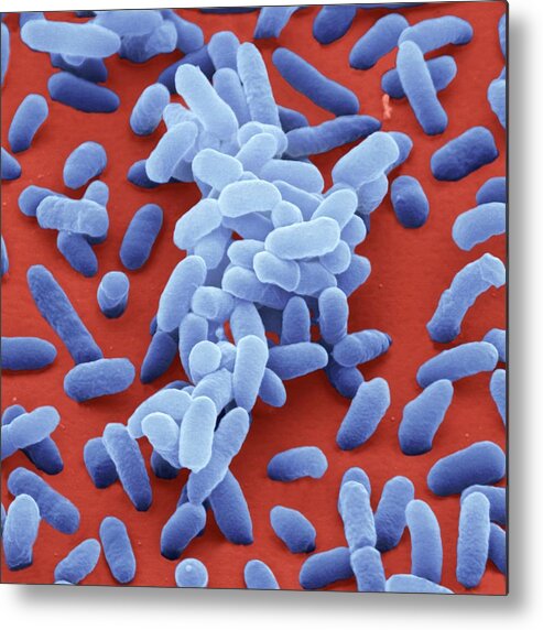 Enterobacter Cloacae Metal Print featuring the photograph Enterobacter Cloacae Bacteria by Juergen Berger