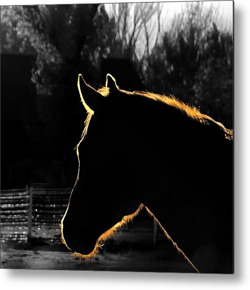 Horses Metal Print featuring the photograph Equine Glow by Steven Milner