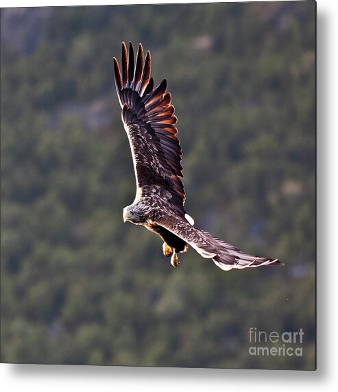 White_tailed Eagle Metal Print featuring the photograph European Flying Sea Eagle 4 by Heiko Koehrer-Wagner