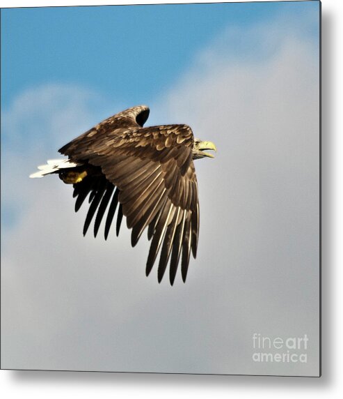 White_tailed Eagle Metal Print featuring the photograph European Sea Eagle by Heiko Koehrer-Wagner