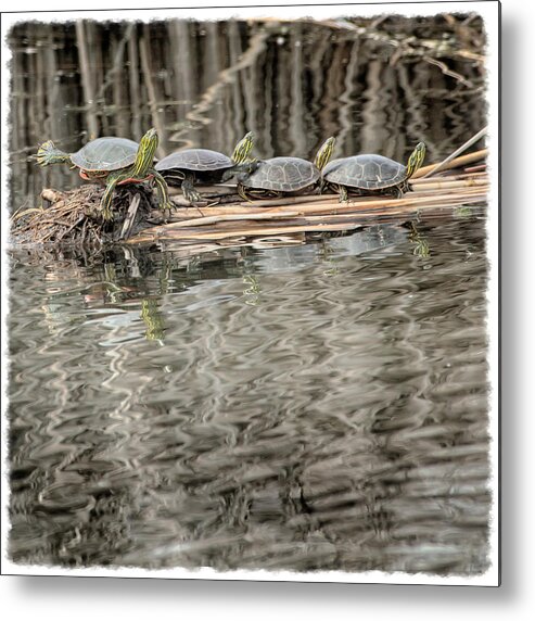 Turtle Metal Print featuring the photograph Everybody Conga by Ralph Keating