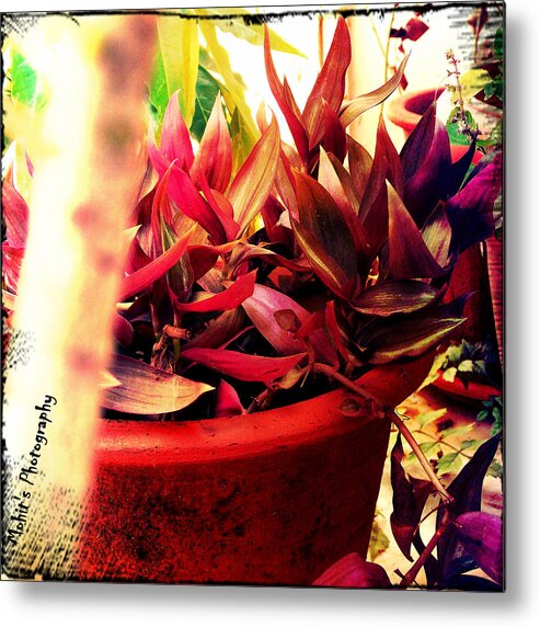 Plant Metal Print featuring the photograph Exotic by Mohit Goyal