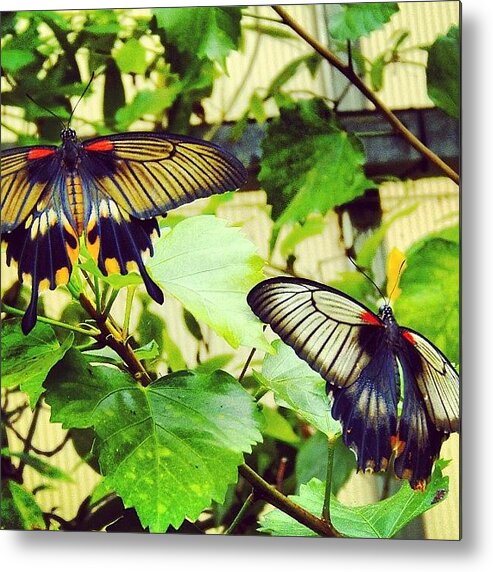 Exotic Metal Print featuring the photograph #exotic #tropical #butterflies #pretty by Vicky Combs