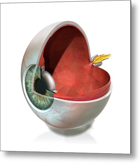 Anatomical Metal Print featuring the photograph Eye Anatomy by Claus Lunau/science Photo Library