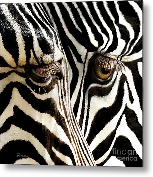 Zebra Metal Print featuring the photograph Eyes And Stripes Squared by Jennie Breeze