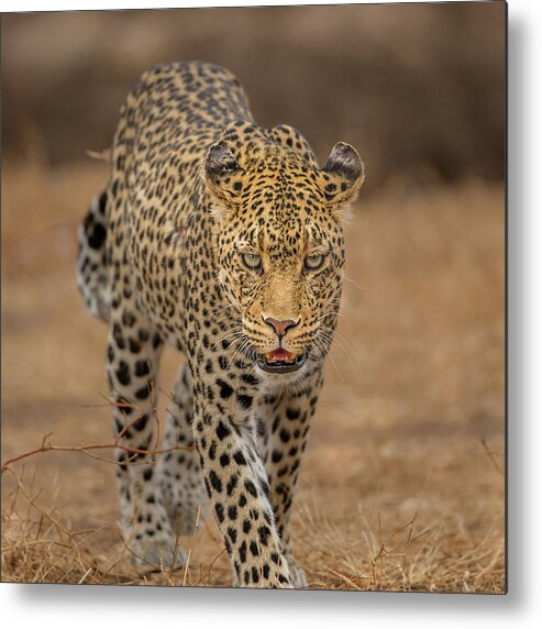 Leopard Metal Print featuring the photograph Eyes Open by Jaco Marx
