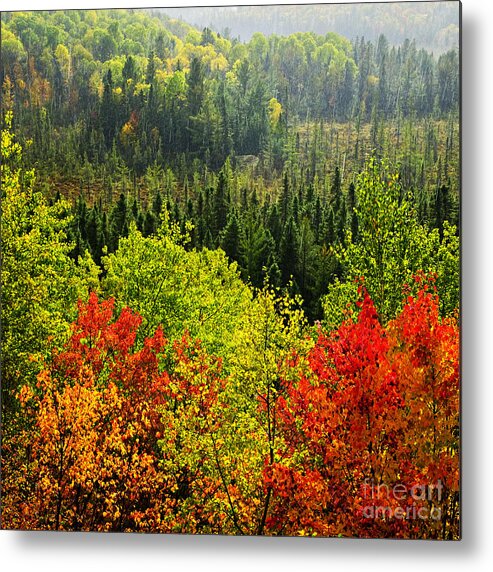 Autumn Metal Print featuring the photograph Rain storm in fall forest by Elena Elisseeva