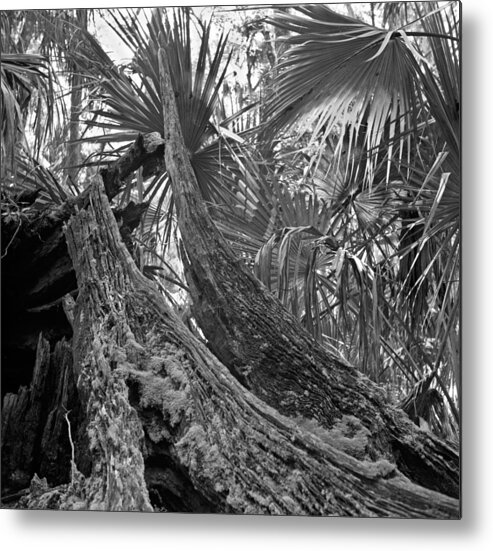 Black & White Landscape Photography Metal Print featuring the photograph Fallen Tree. Highlands Hammock S.P. by Chris Kusik