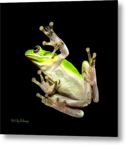 Feather Metal Print featuring the photograph Feathered Frog by Lucy VanSwearingen