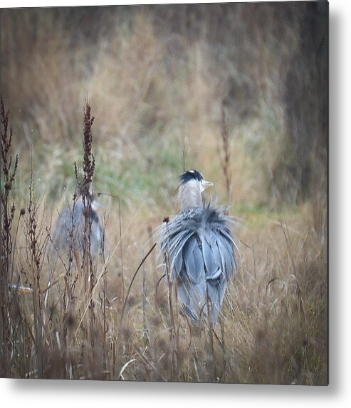 Close-up Metal Print featuring the photograph Feathers Ruffled by Ronda Broatch