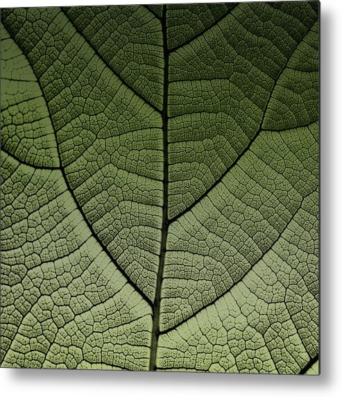 Natural Pattern Metal Print featuring the photograph Fig leaf by Chema Mancebo