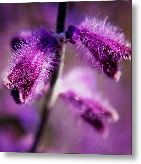 Plants Metal Print featuring the photograph First Time Trying #easymacro #plants by Kerri Ann McClellan