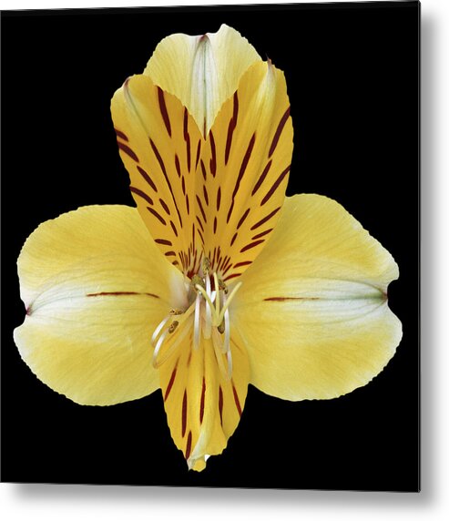 Flower Metal Print featuring the photograph Flower 001 by Ingrid Smith-Johnsen