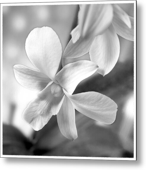 White Orchid Metal Print featuring the photograph White Orchid by Mike McGlothlen