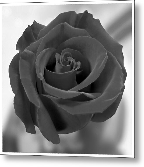 Rose Metal Print featuring the photograph Dark Rose by Mike McGlothlen