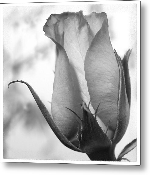 Blooming Rose Metal Print featuring the photograph Blooming Rose by Mike McGlothlen
