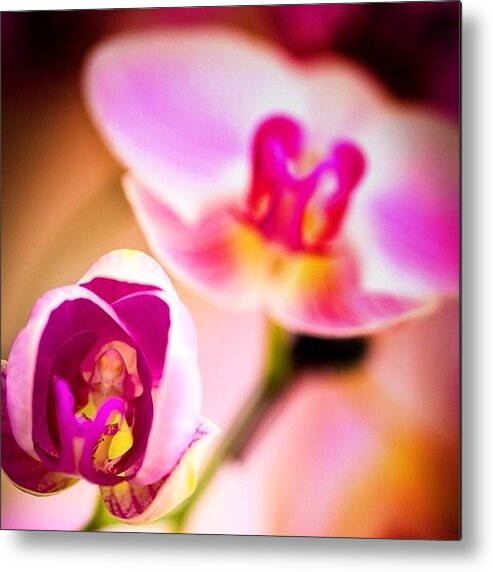 Beautiful Metal Print featuring the photograph #flower #orchid #nature #beautiful by David Lamberti