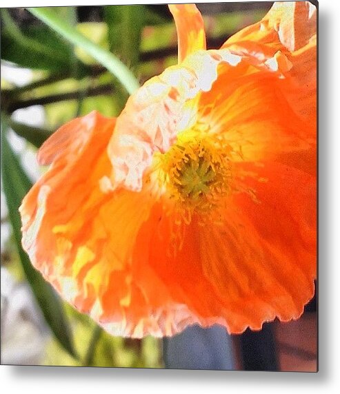 Beautiful Metal Print featuring the photograph #flower#petals #nature #beautiful #love by Jacqueline Schreiber