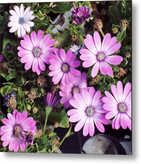 Flowering Metal Print featuring the photograph Flowers...silky Pink by Tom Druin