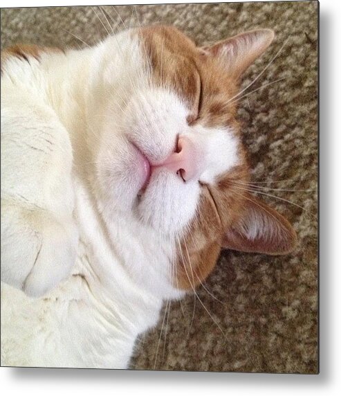 Petsmile Metal Print featuring the photograph Fluffy Furball Taking A Nap 😽my by Smilesinseconds Bryant