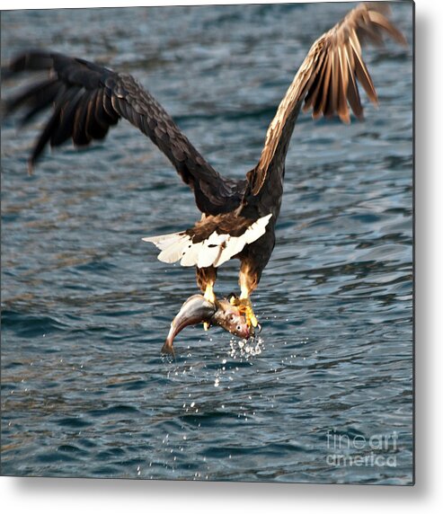 White_tailed Eagle Metal Print featuring the photograph Flying European Sea Eagle 3 by Heiko Koehrer-Wagner