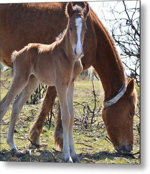 Nature Metal Print featuring the photograph Foal by Marian Farkas