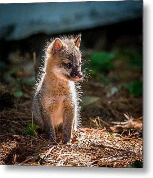 Fox Metal Print featuring the photograph Fox Kit by Paul Freidlund