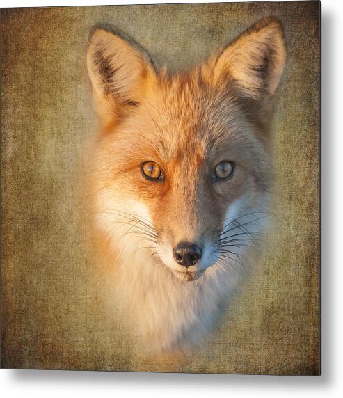 Fox Metal Print featuring the photograph Foxy by Cathy Kovarik