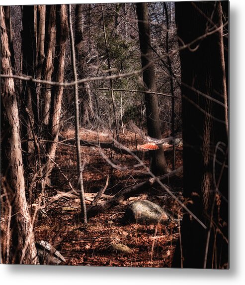 Redtail Hawk In Flight Metal Print featuring the photograph Free by Jeff Sinon