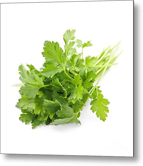 Parsley Metal Print featuring the photograph Fresh parsley by Elena Elisseeva