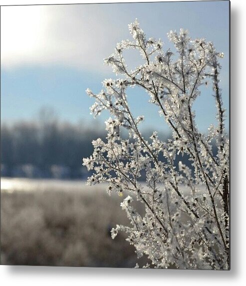 Instagram Metal Print featuring the photograph Frost by Alexa V