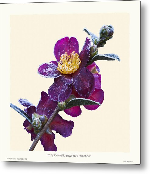 Frost Metal Print featuring the photograph Frost on Camellia sasanqua 'Yuletide' by Saxon Holt