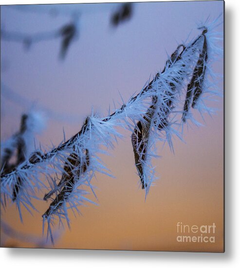 Background Metal Print featuring the photograph Frosty Sunrise by Andrea Goodrich
