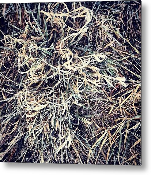 Grass Metal Print featuring the photograph Frozen Grasses by Nic Squirrell