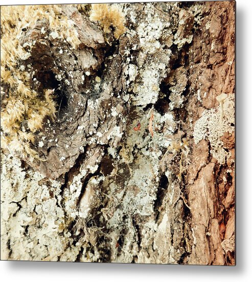 Tree Metal Print featuring the photograph Fungus Bark Vintage by Laurie Tsemak